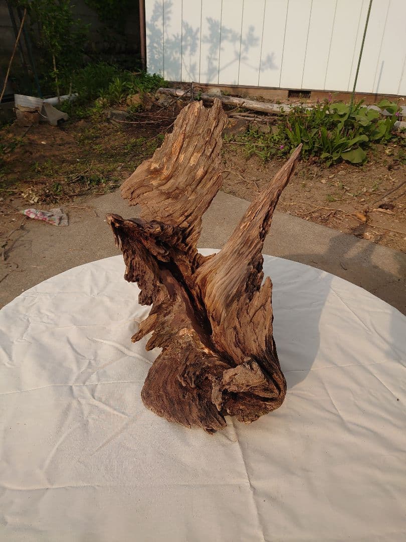 アクアリウム・テラリウム向き流木枯木